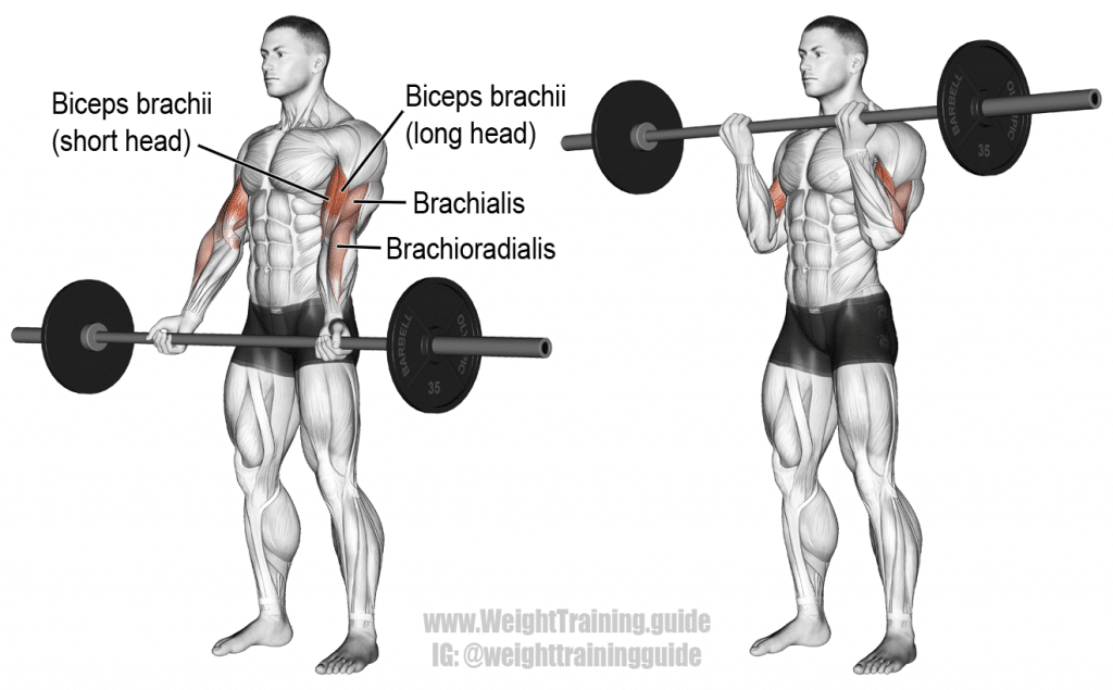 barbell-curl
